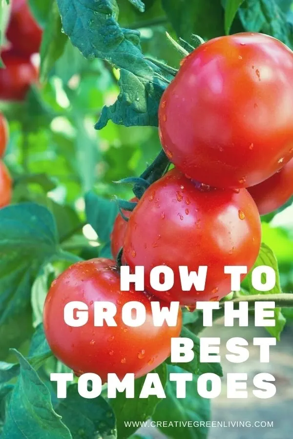 Secrets for how to grow the best tomatoes! Get easy how to ideas and tips for growing tomatoes for beginners and intermediate gardeners. Whether you are growing tomatoes in pots, in a raised bed or a five gallon bucket, this article will answer all your questions about growing tomatoes vertically without needing to grow them in a greenhouse. #creativegreenliving #creativegreengarden #tomatoes #gardening